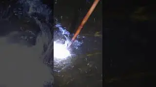 Big catfish catching at Night #shorts #barb #mud #catfish #trend #night #fish #fishing #trend