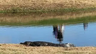 Disney's Palm Golf Course in Florida - All 18 Holes