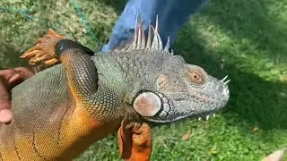Catching BREEDING RED IGUANAS with IGUANA STEVE | Hunting Iguanas in Florida