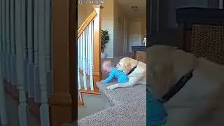 The Sweetest Baby & Dog Moment You&rsquo;ll See Today | #BabyAndDog #GoldenRetriever #shorts #dog #camera