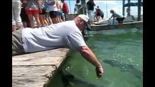 Tarpon Hand Feeding in The Keys 12.avi