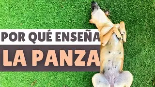 Por qué los perros ENSEÑAN LA BARRIGA y quieren que les rasques