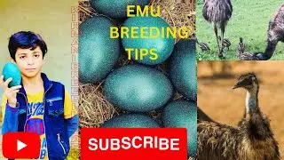Emu  Breeding Tips complete video