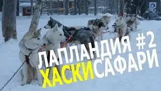 Хаски. Катание на хаски Iso Syote. Национальный парк Сюёте. #хаскисафарилапландия