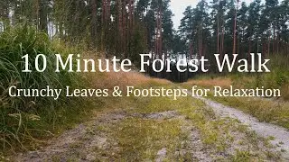 10-минутная прогулка по лесу ASMR 🍃 Хрустящие листья и звуки шагов для расслабления и сна