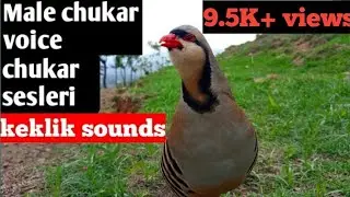 Male chakor ki awaz||Male chakor sound||Voice||Calling #chakor #chukar #muhammadali999