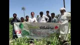 Results Corn Maize Pest Control Method 