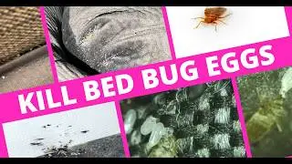 5 Things That Kill Bed Bug Eggs - Watch Until the End