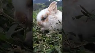 Conejo probando pasto por primera vez #rabbit #rabbits #conejos #conejo #bunny