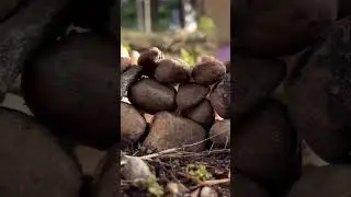 Tiny Stone Hut in the Wild 🍃 | Relaxing Mini Build  #nature#shorts