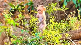 Tiny Baby Monkey Parker Stands Proudly on a Tree Branch 🌿