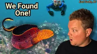Snorkeling & Scuba Diving at Iron Mine Bay, Vancouver Island, BC | Juvenile Wolf Eel Encounter 