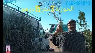انواع اشجار الزيتون والخروب والاثمنة سوق العطاوية الاسبوعى
