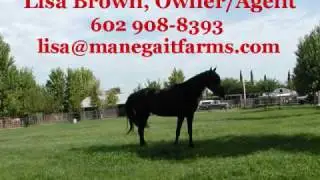 Arizona Horse Property for Sale Phoenix Glendale Irrigated 2 Acres Horse Farm Horse Properties