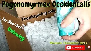 Unboxing Harvester Ants, From Tar Heel Ants, Black Friday Sale.