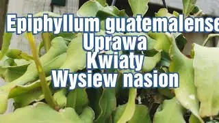 Epiphyllum guatemalense Monstrose-uprawa, kwiaty i wysiew nasion