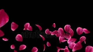 stock footage red rose petals falling on the black background alpha channel is included 1