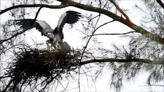 Jeffini Photography - Grey Heron Nesting by Jef Choo
