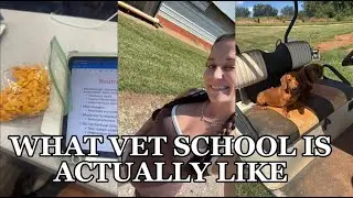 STUDY FOR A VET SCHOOL EXAM WITH ME: what vet school is actually like + studying for an exam