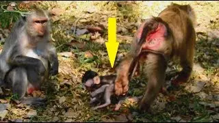 OMG !! One leg on baby Julina by Teresa - Poor baby Julina cry silent in front mom Jade.