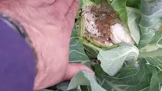 Tur de los avances gallineros y perdices 