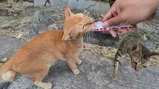 Pantesan gak agresif ternyata kucing ini lagi meriang 
