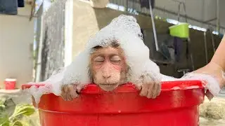 Cubis monkey gets special care from Dad!