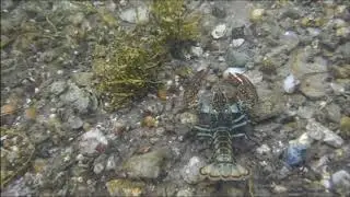 Lobster in Old Port au Choix