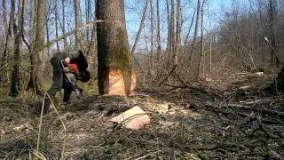 Stihl ms 660 &Eacute;ger d&ouml;nt&eacute;s 5