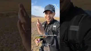 EP. 42 Bunga #Saffron PALING RARE!!!