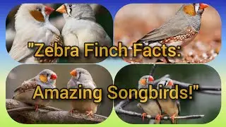 Fascinating Facts About Zebra Finches| Nature&rsquo;s Master Vocalists| #ZebraFinch #Finchbird