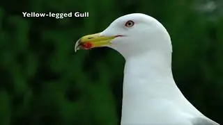 Yellow-legged Gull