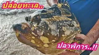 ปล่อยปลาพิการตัวใหญ่คืนสู่ทะเล