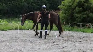 Teaching the go and stop for the circle exercise