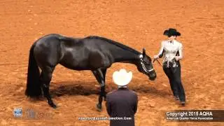 A PERFECT PLEASURE ridden by SYDNEY K SCHECKEL  - 2015 AQHYA World Show (FINALS - Showmanship)