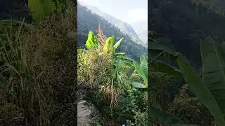 himayan village lifestyle in nepal#youtubeshorts#nature