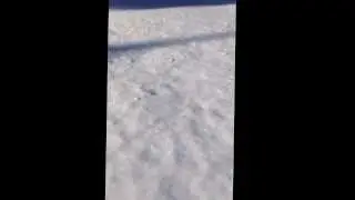 Strange footprints found in our backyard!