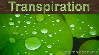 TRANSPIRATION | PHYSIOLOGY | SAISARAN ACADEMY | TRB | BOTANY | TAMIL | CLASS 11 | NEET | STATEBOARD