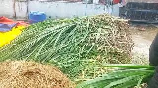 নেপিয়ার ঘাসের সাইলেজ তৈরির সঠিক নিয়ম