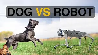 Dog Fighting with Robot 🐶 | Dog Vs Robot In IIT Kanpur