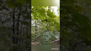Кленовый лист под дождём/Maple leaf in the rain  14.09.2020