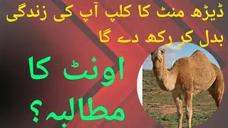 Oont ka muta #allah #muhammadﷺ #bayan #tiktok #trending #farman #nature #hadees #gaming #edit #onlin