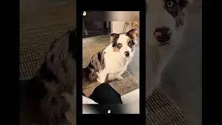 The Most Hilariously Cute Dog #funnydogs#cute#doglover#doglife#cure#dogshorts#pet#doglife#dogshorts