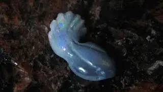 Opal Fish Gemstone Carving by KJ Montoya