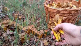 👉Cogemos 20KG de CANTHARELLUS o ANGULA DE MONTE 🍄