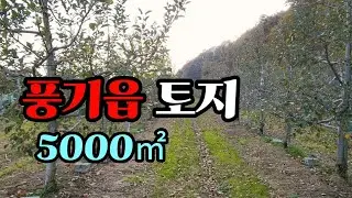 [매물번호 367번] ☝️주변 풍광좋음 영주시 풍기읍 토지 매매 시나노골드🍎 홍로🍎 부사🍎 1513평 | 영주옥토부동산 054.631.6100 