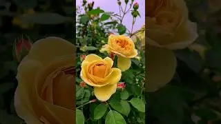 Yellow david austin rose! #shorts