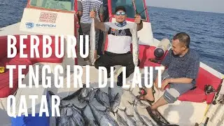 Berburu Tenggiri di Laut Qatar