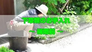 【植栽管理】梅雨前にやっておきたい『下草類』のお手入れ