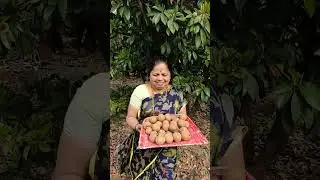 Organic Chikoo from farm #shorts #youtubeshorts #pune #youtube